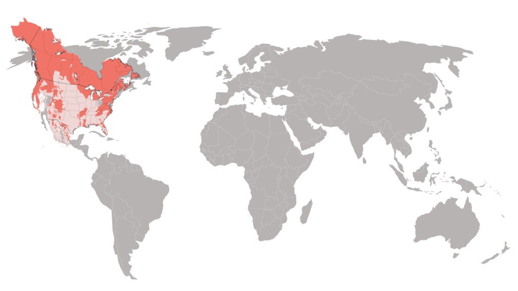 North American black bear distribution map