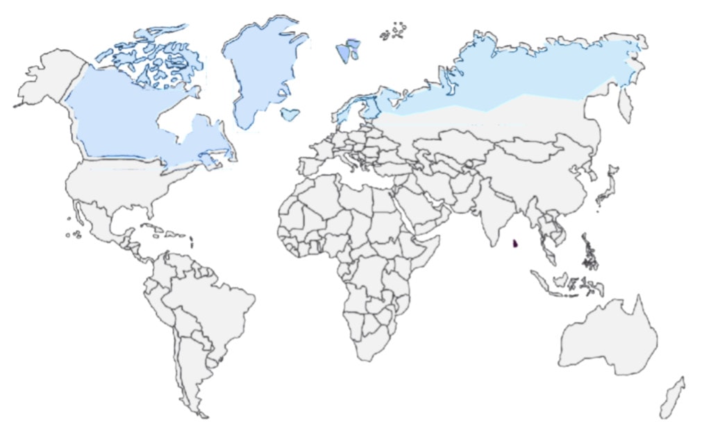 polar bear distribution map