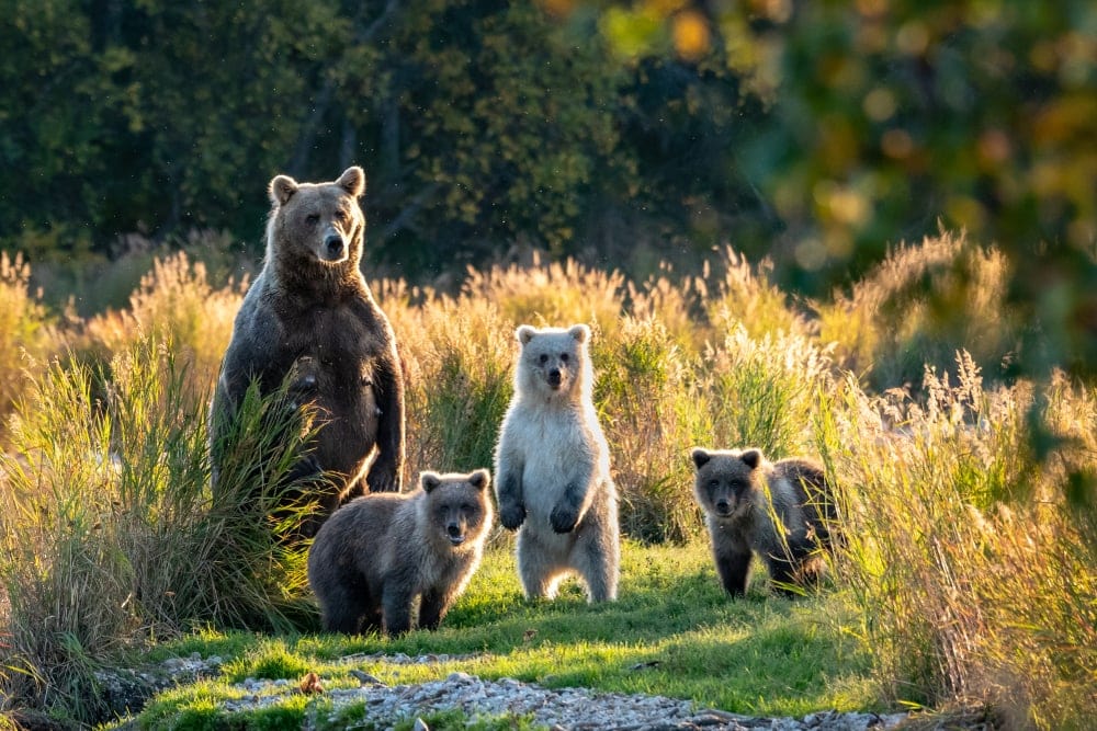 Group of bears in the forest