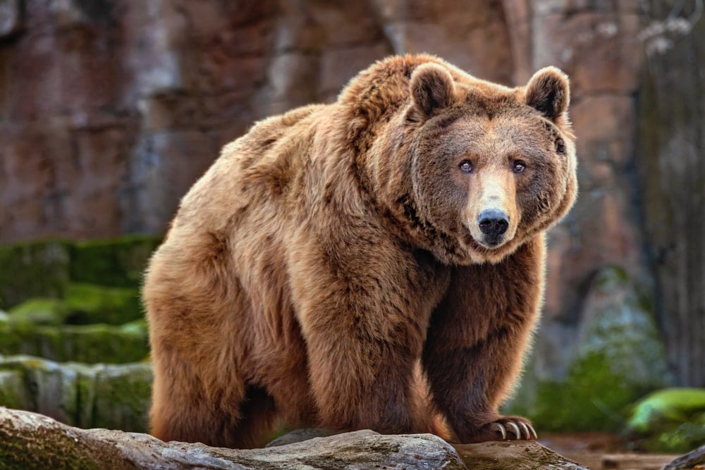 Brown Bear (Ursus arctos)