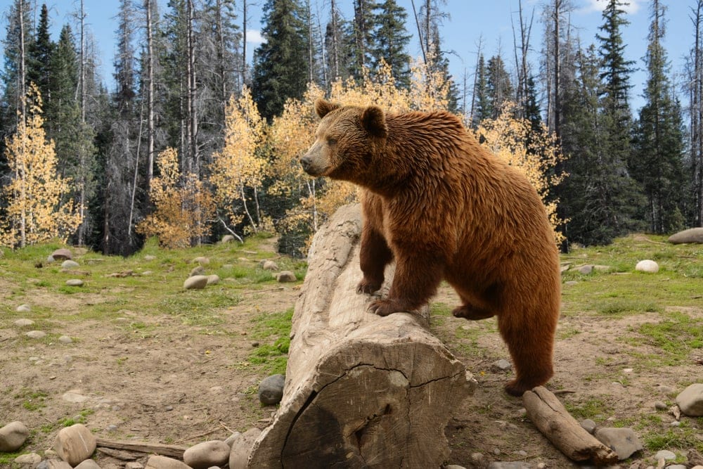Brown bear stepping on a fallen tree