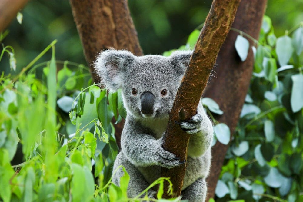 Cute Koala bear holding a tree branches