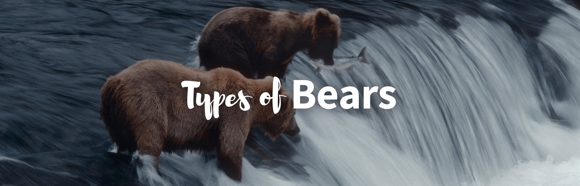 Types of bears featured image