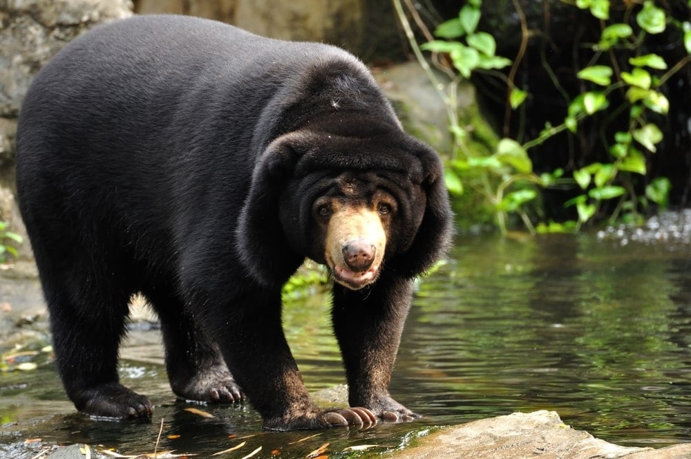 Malayan Sun Bear (Helarctos malayanus)