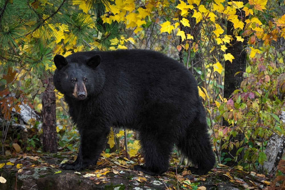 North American Black Bear (Ursus americanus)