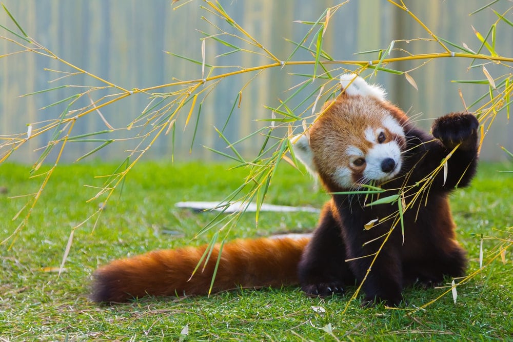 Small red panda holding a plant