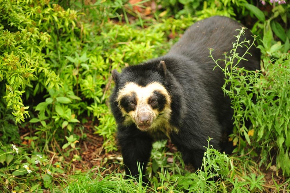 Spectacled Bear (Tremarctos ornatus)