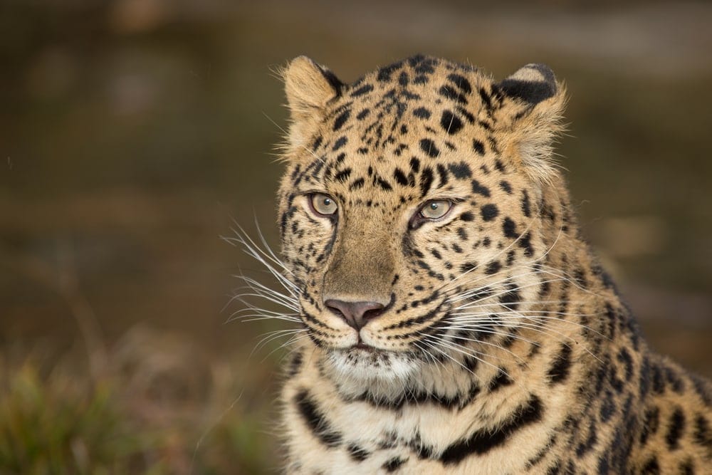 Panthera pardus orientalis also known as amur leopard