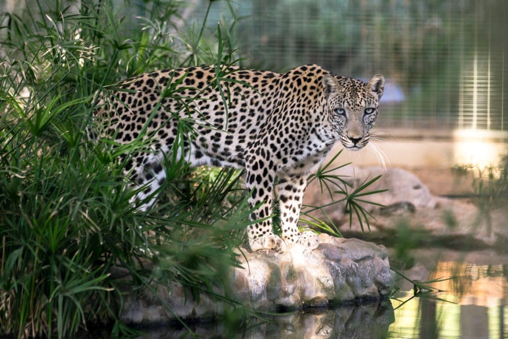 Panthera pardus nimr also known as arabian leopard
