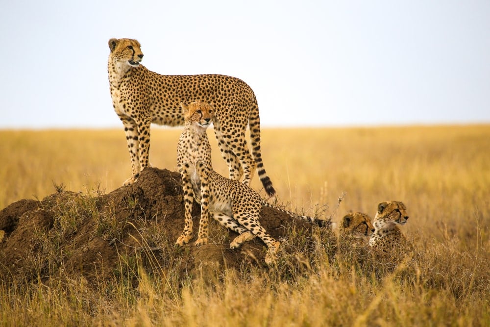 Four cheetahs resting on a rock