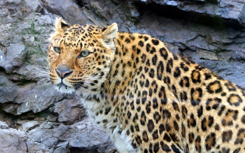 Panthera pardus delacouri also known as indochinese leopard