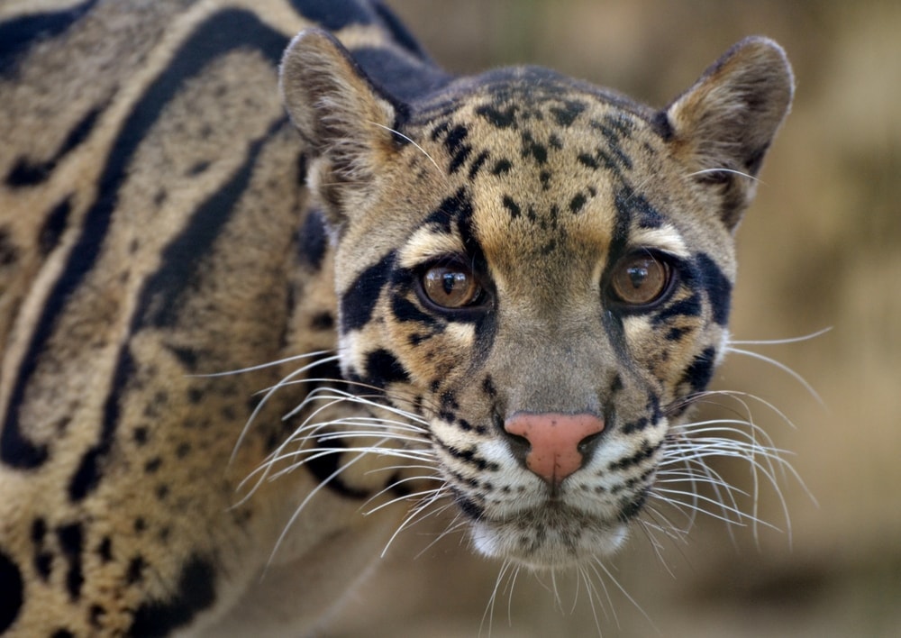 Neofelis nebulosa also known as clouded leopard