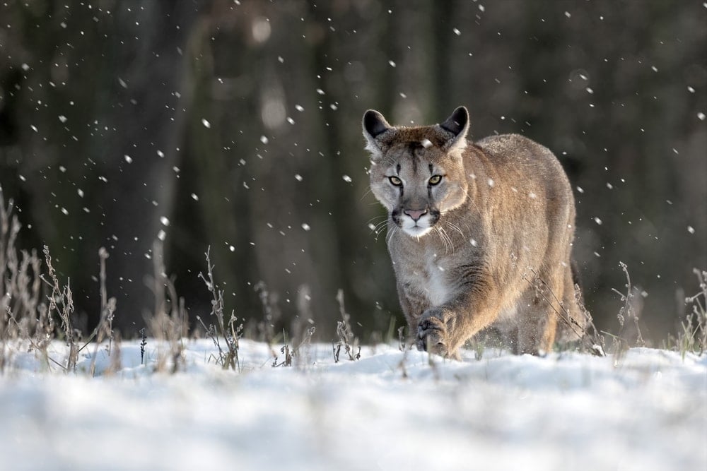 Puma concolor couguar also known as north american cougar or mountain lion