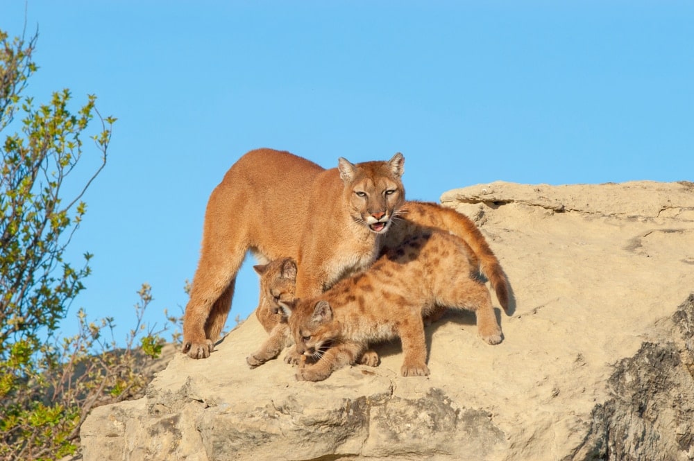 Cougar protecting baby mountain lions while on a rock