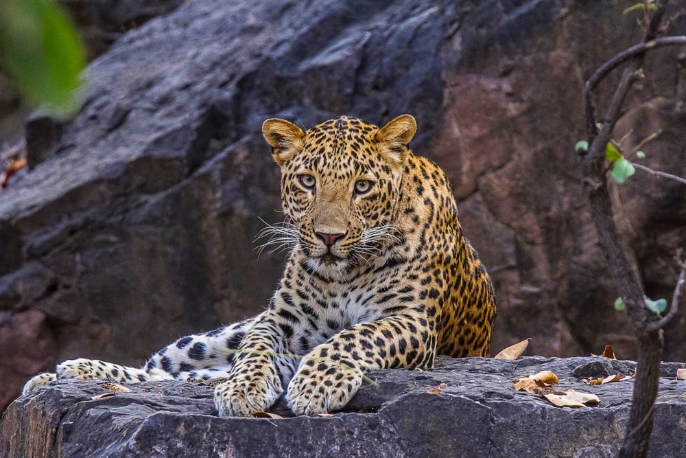 Panthera pardus fusca also known as indian leopard