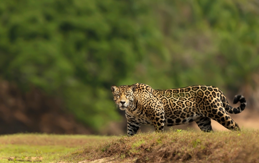 Panthera onca also known as jaguar