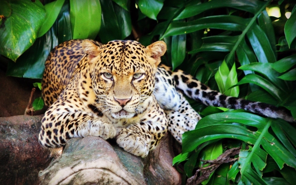 Panthera pardus melas also known as javan leopard