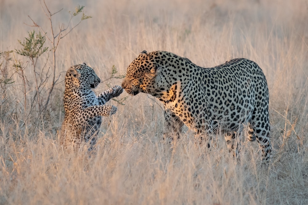 Big leopard playing with a cub