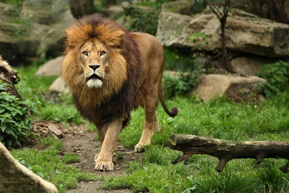 Panthera leo leo