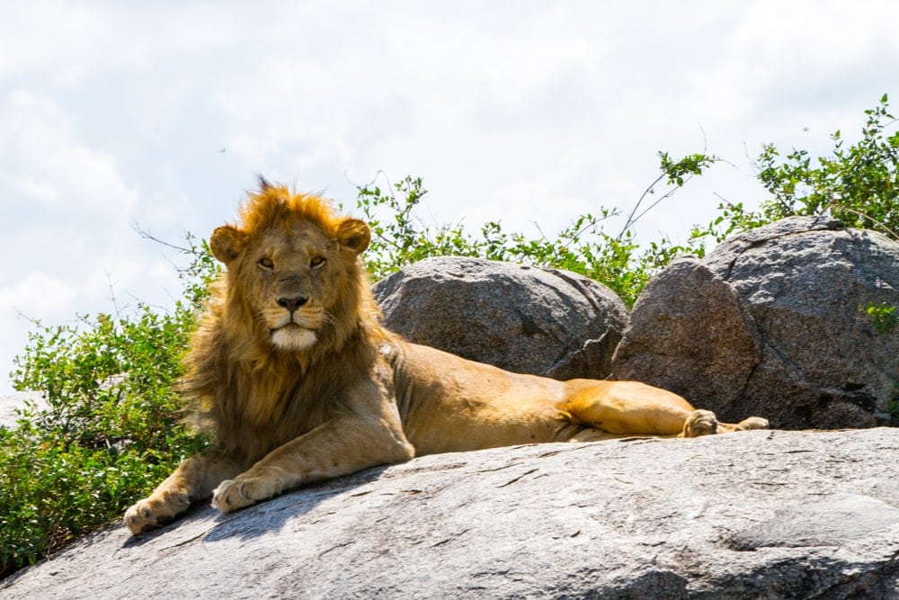 Panthera leo melanochaita