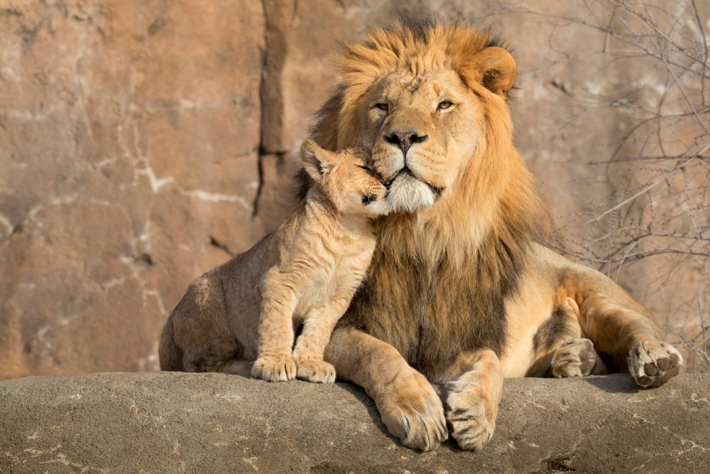 African lion with his cub on a rocky hill