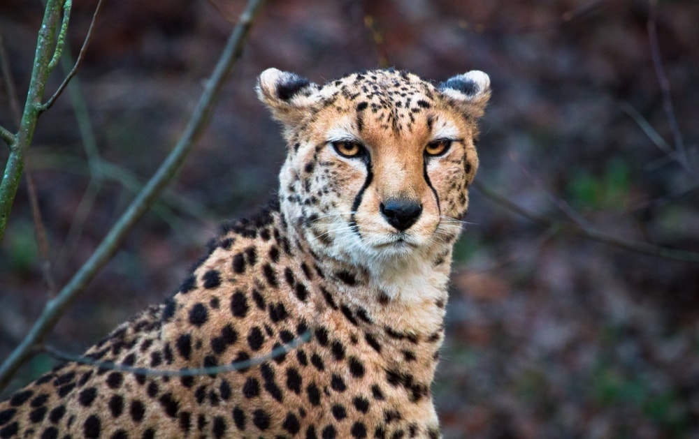 Acinonyx jubatus soemmeringii also known as northeast african cheetah