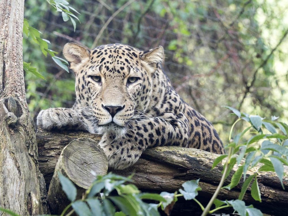 Panthera pardus tulliana also known as persian leopard