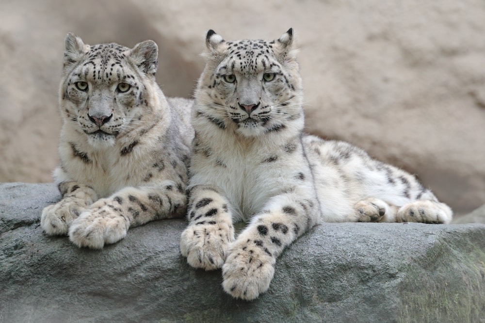2 Snow Leopards sitting on a rocky hill