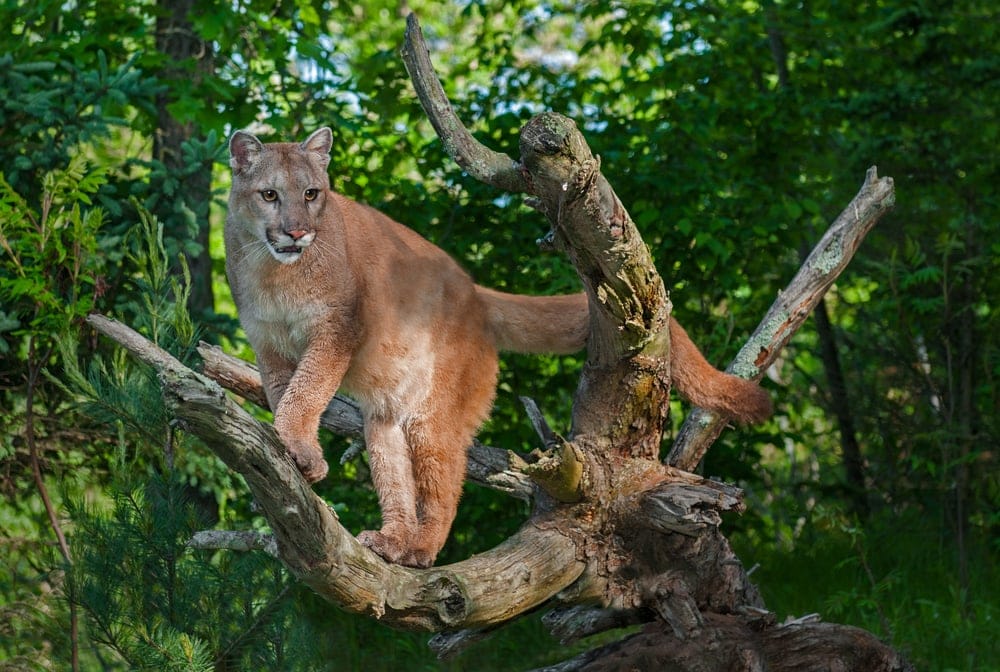 Puma concolor concolor also known as south american cougar or mountain lion
