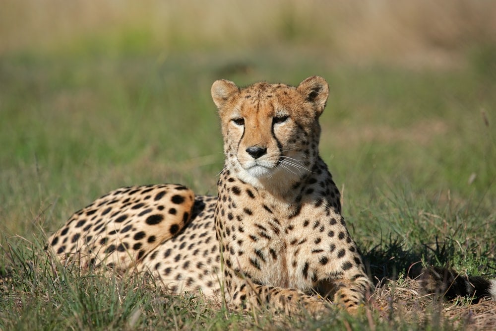Acinonyx jubatus jubatus also known as southeast african cheetah