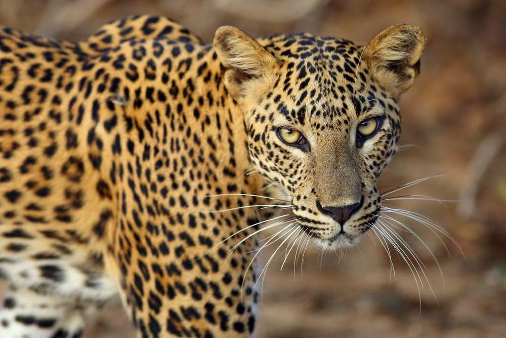 Panthera pardus kotiya also known as sri lankan leopard