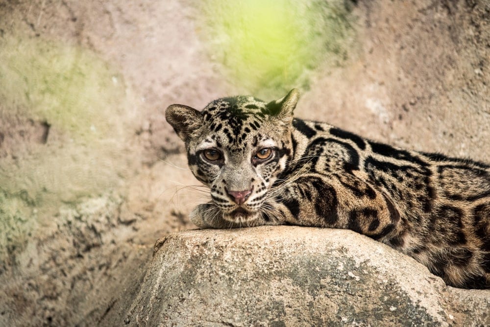 Neofelis diardi also known as sunda clouded leopard