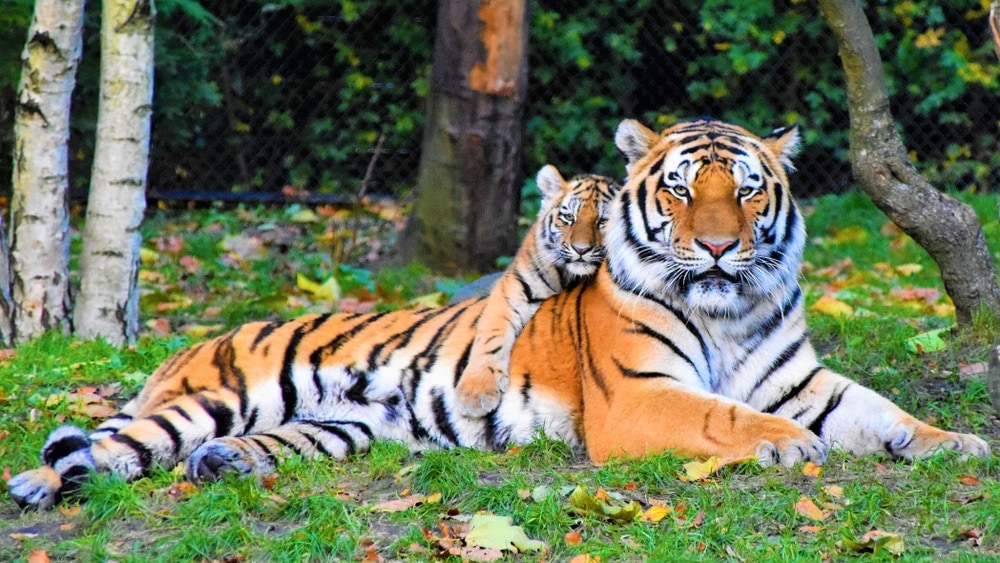 Baby tiger hugging a big bengal tiger