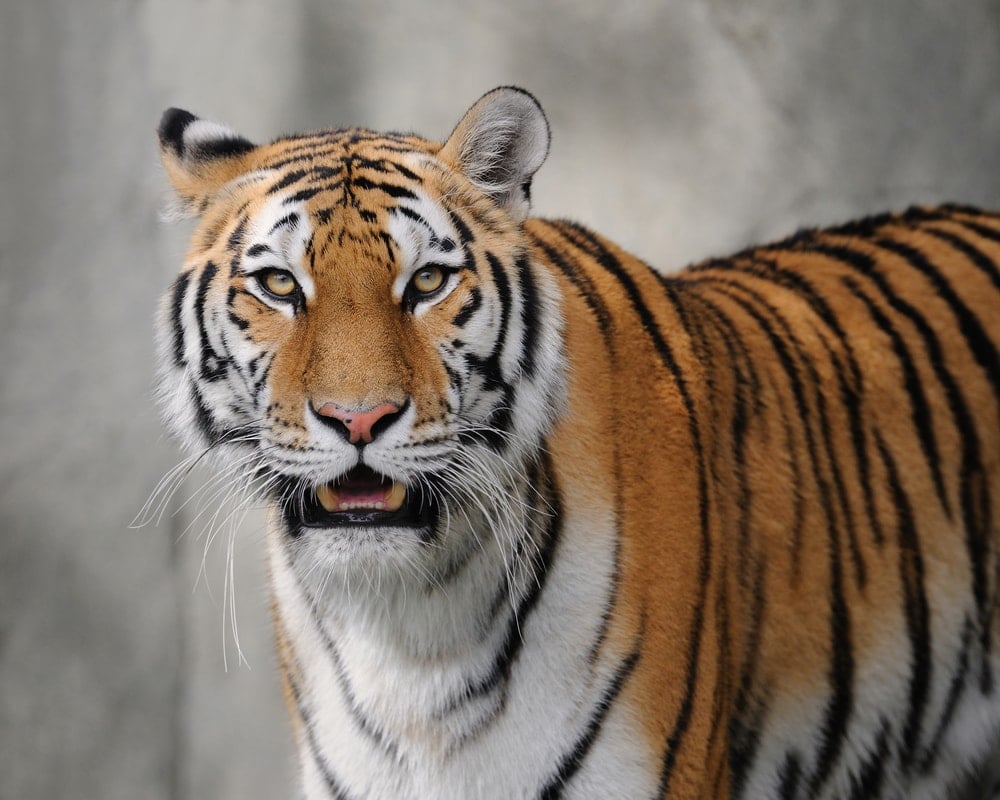 Panthera tigris tigris