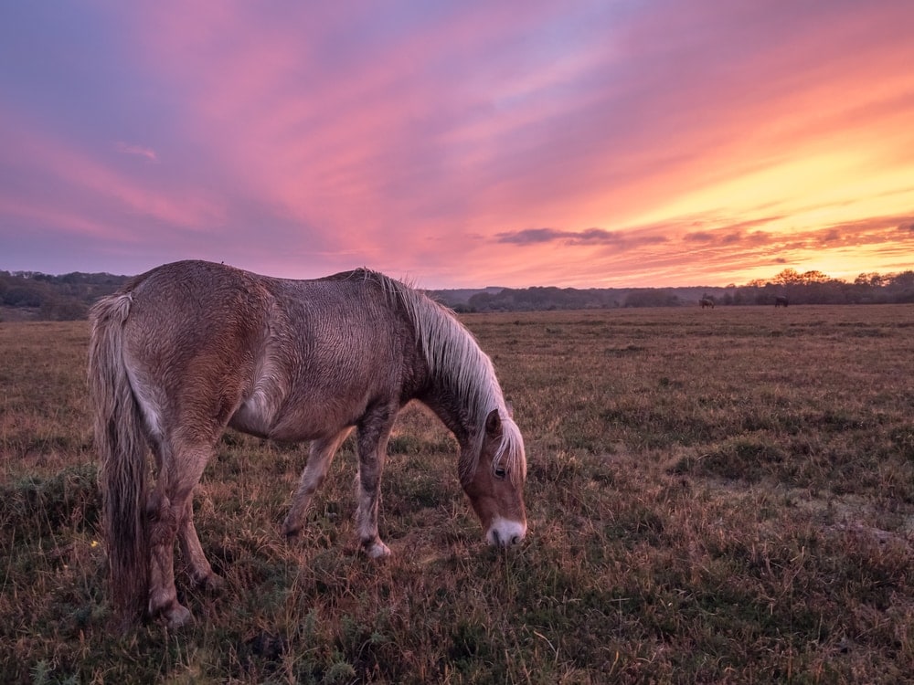 New forest pony eating grasses on a sunset
