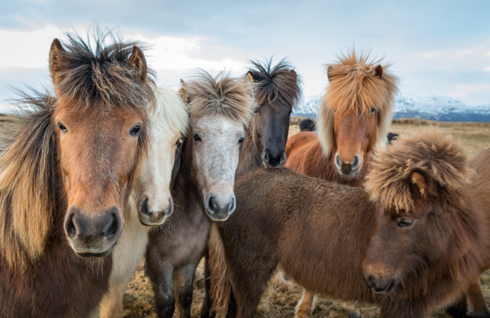 Close up photo of icelandic horses