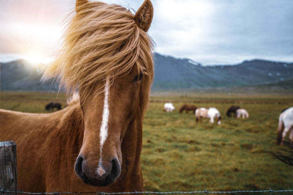 Close up photo of an icelandic horse with field landscape in the background