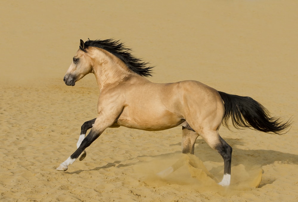 American Quarter Horse