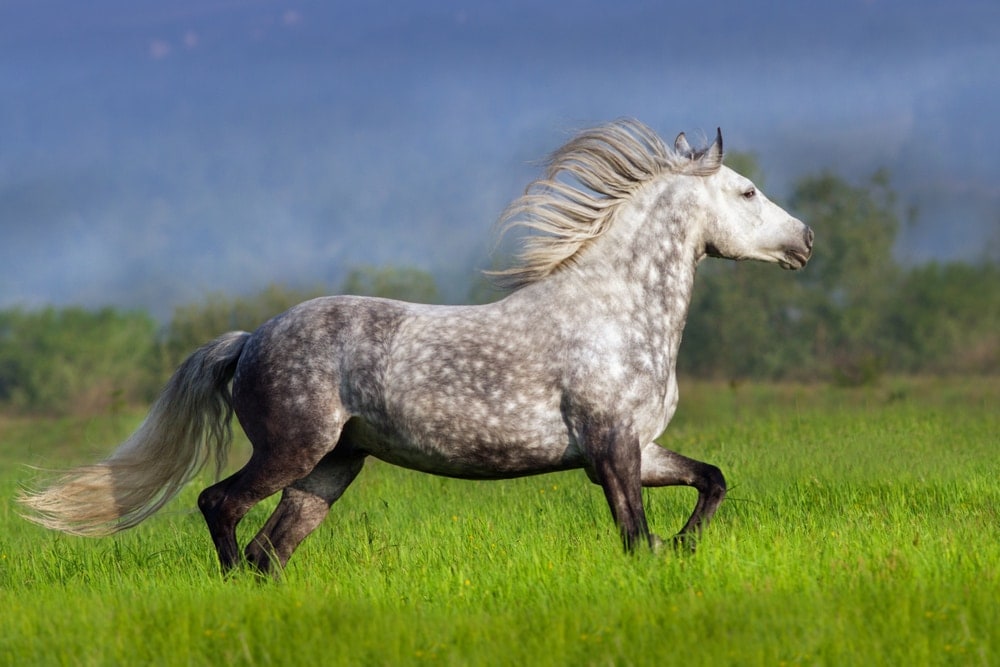 Andalusian horse