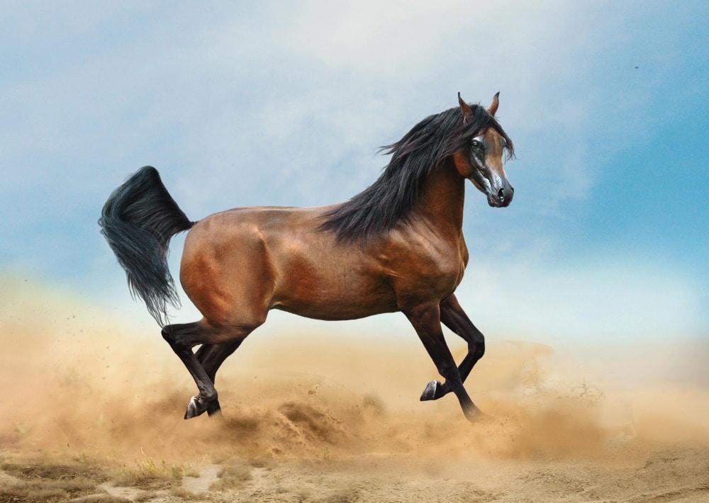 Arabian horse