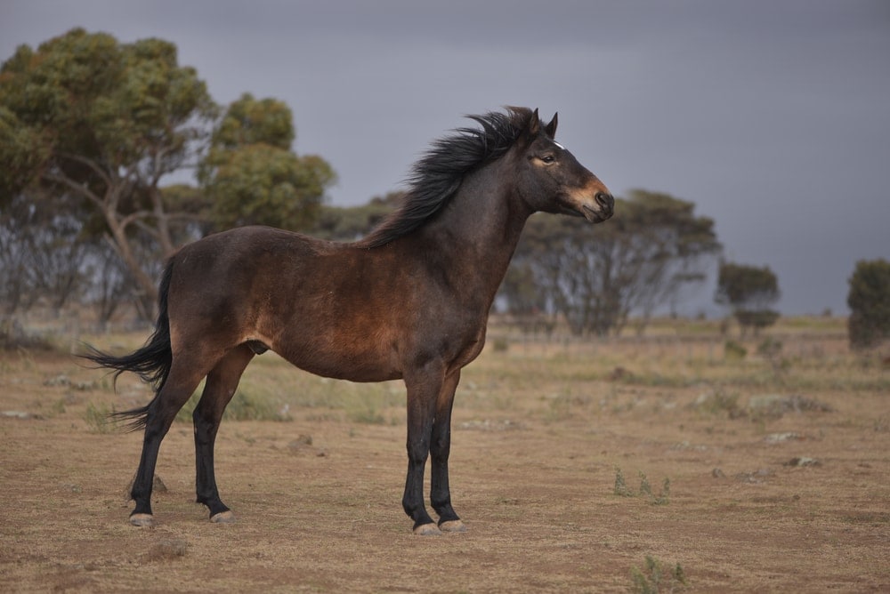 Brumby horse