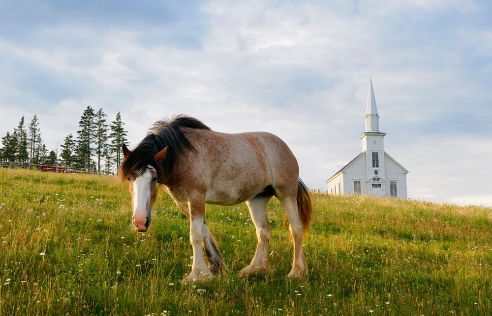 Clydesdale horse