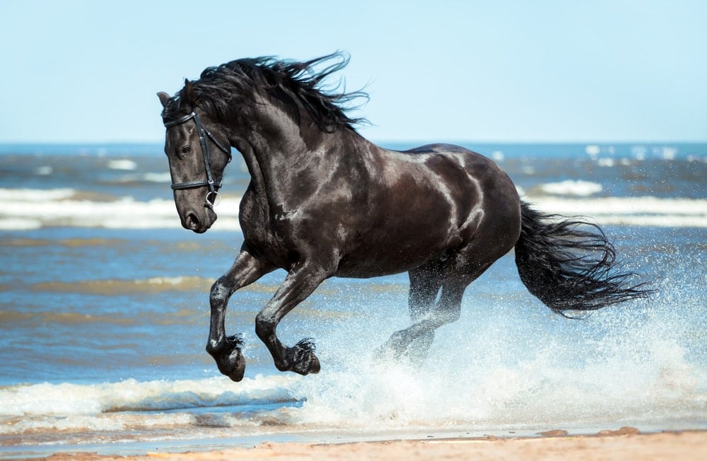 Friesian horse