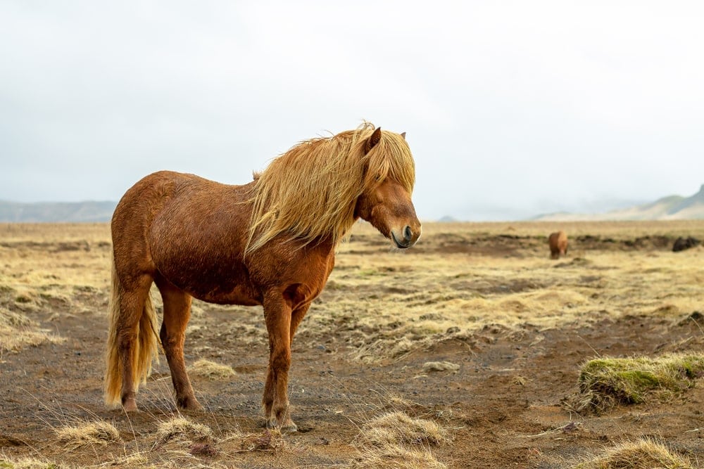 Icelandic Horse