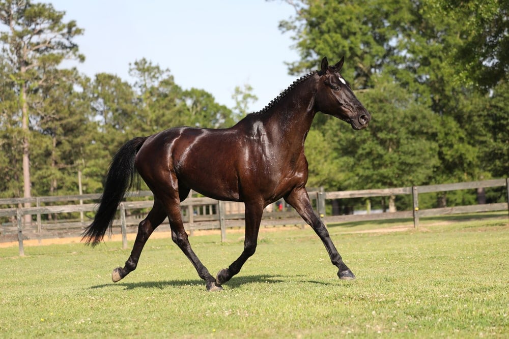 Irish sport horse aka irish hunter