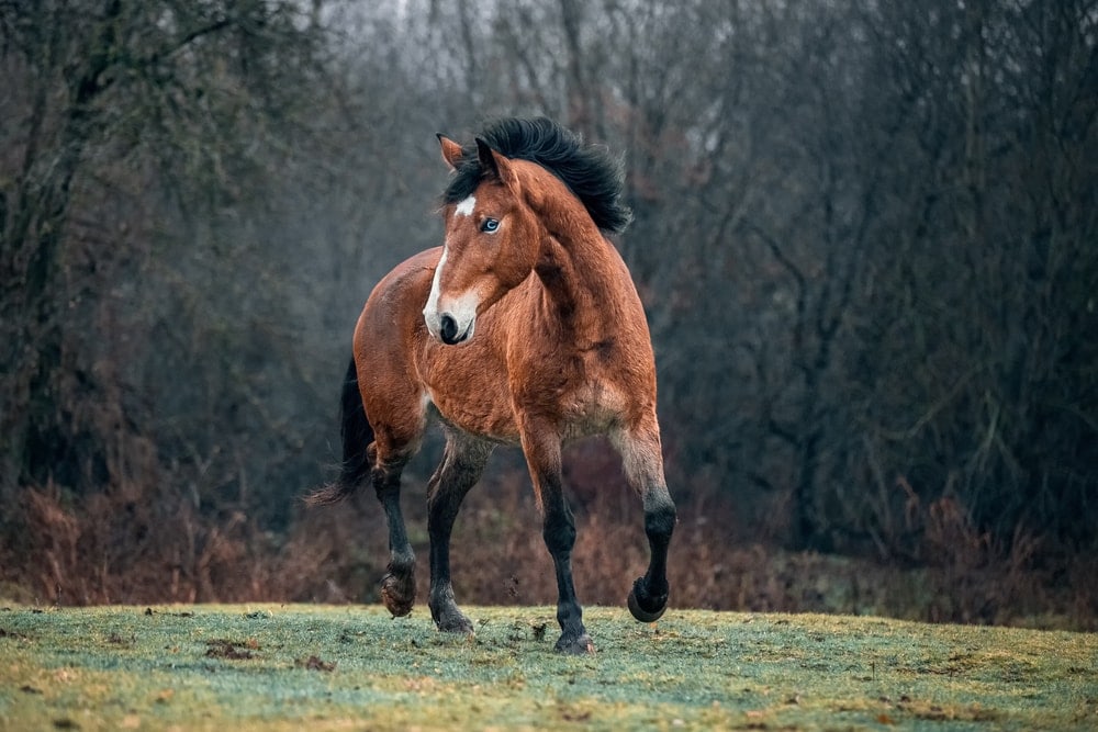 Mustang horse