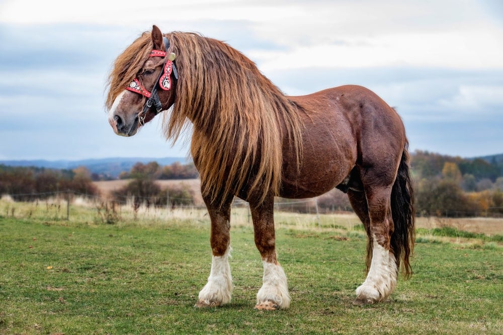 Percheron horse