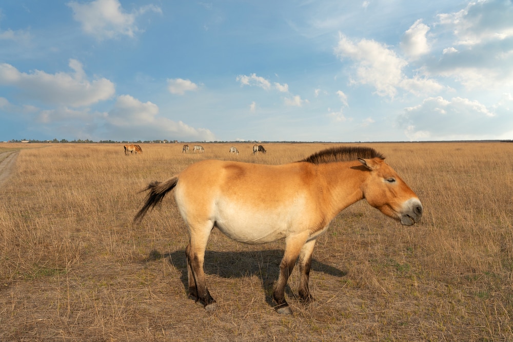 Mongolian Przewalski Horse
