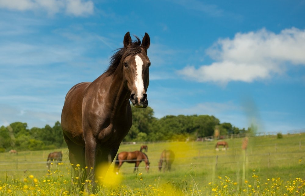 Selle francais horse in a green grass field with yellow flowers and blue sky