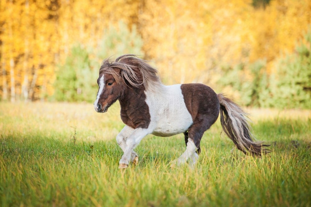 Shetland pony